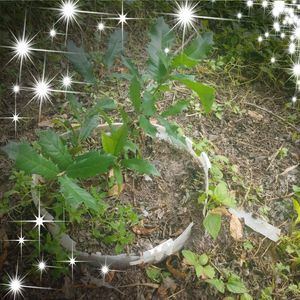 Meet your Posher, Roman